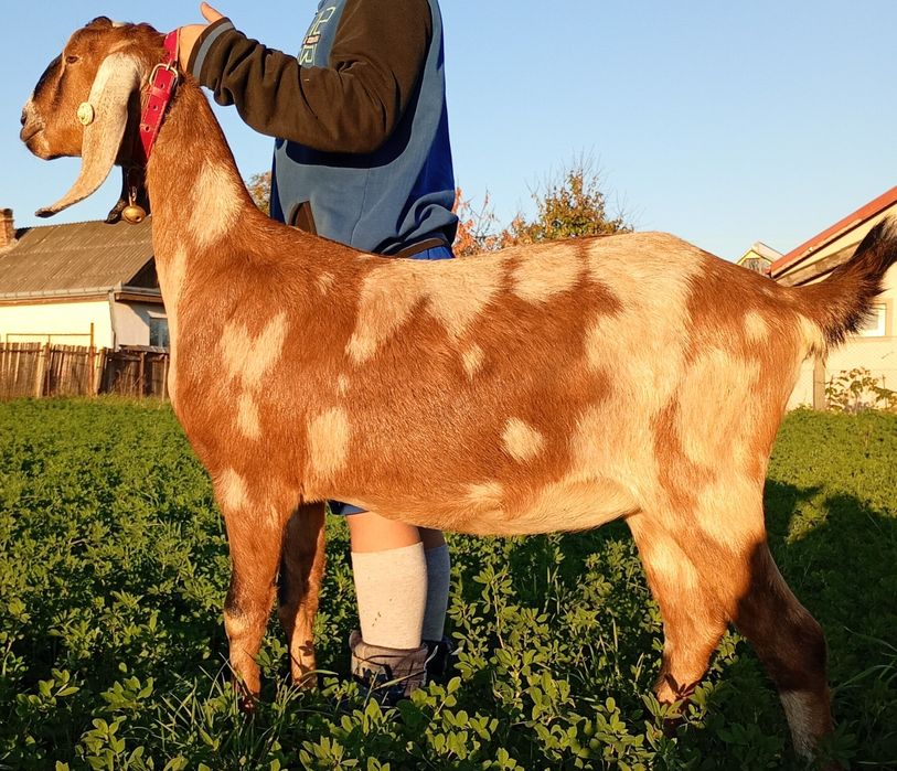 Anglonubiene de vânzare