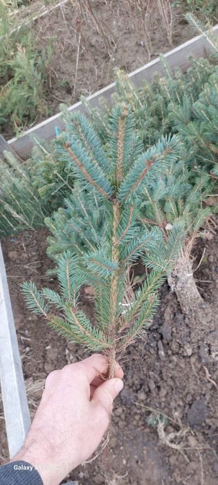 Trandafiri pomisor;De dulceata;Urcatori;Brad 1,4m;Mesteacan;Tei;Liliac