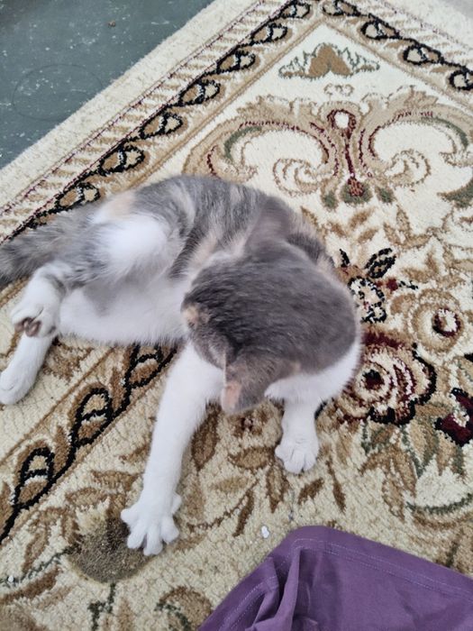 Мысыққа жақсы адам іздейміз