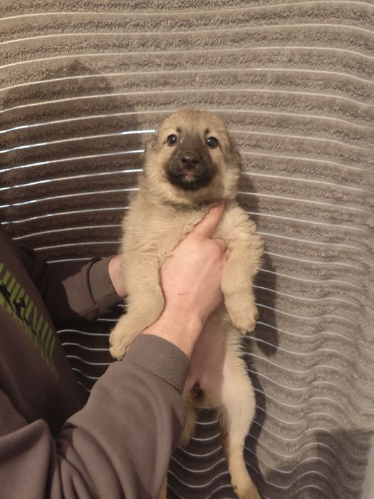 Щенок девочка пушистик