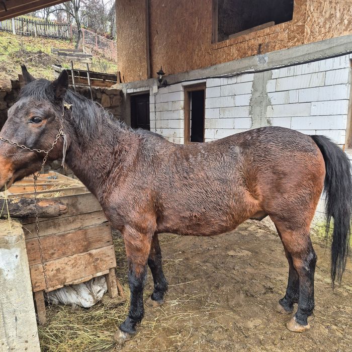 Se vinde cal de tinut