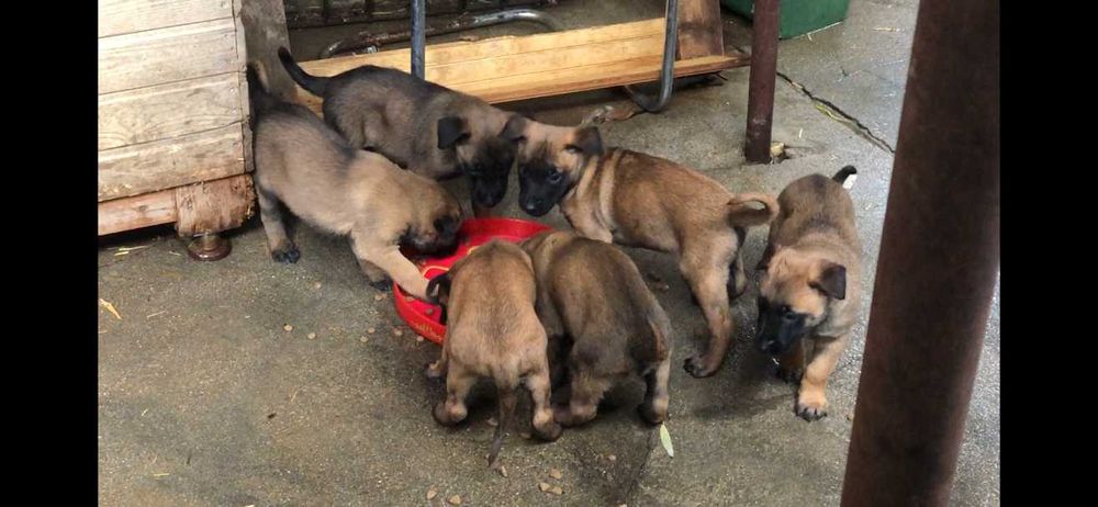 Donez o femela ciobanesc belgian malinois