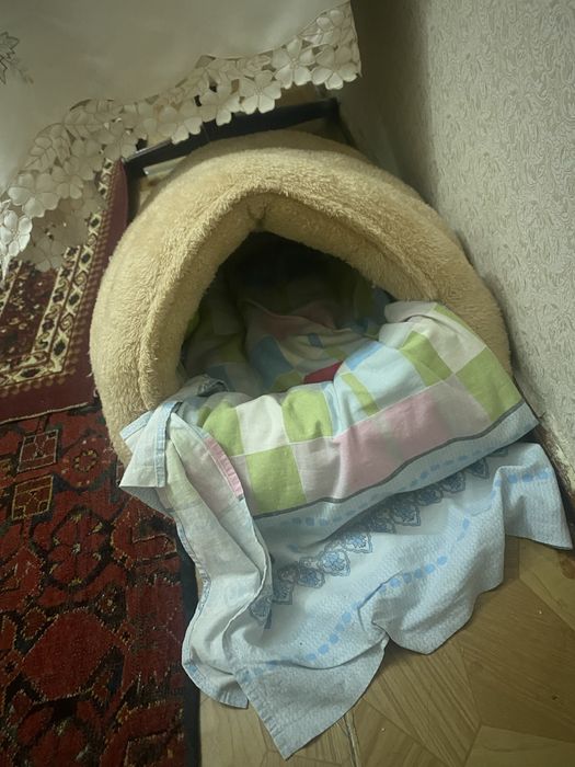 Самка Кошка (Не уличная!) Домик и Туалет в подарок