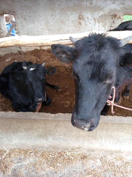 Гуножинлар сотилади