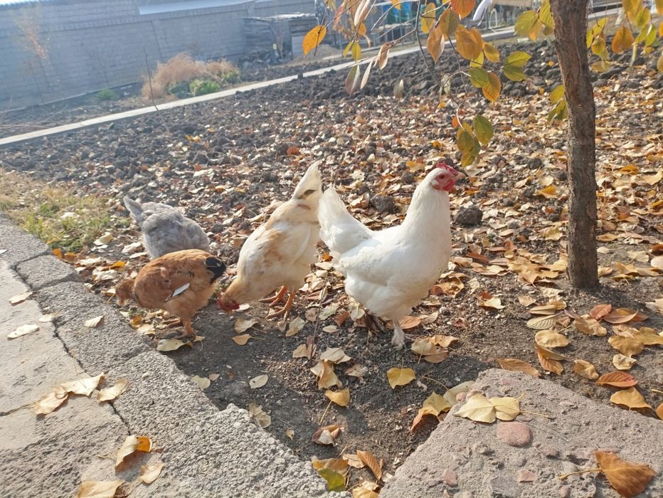 Продается домашние куры по 130 000сум