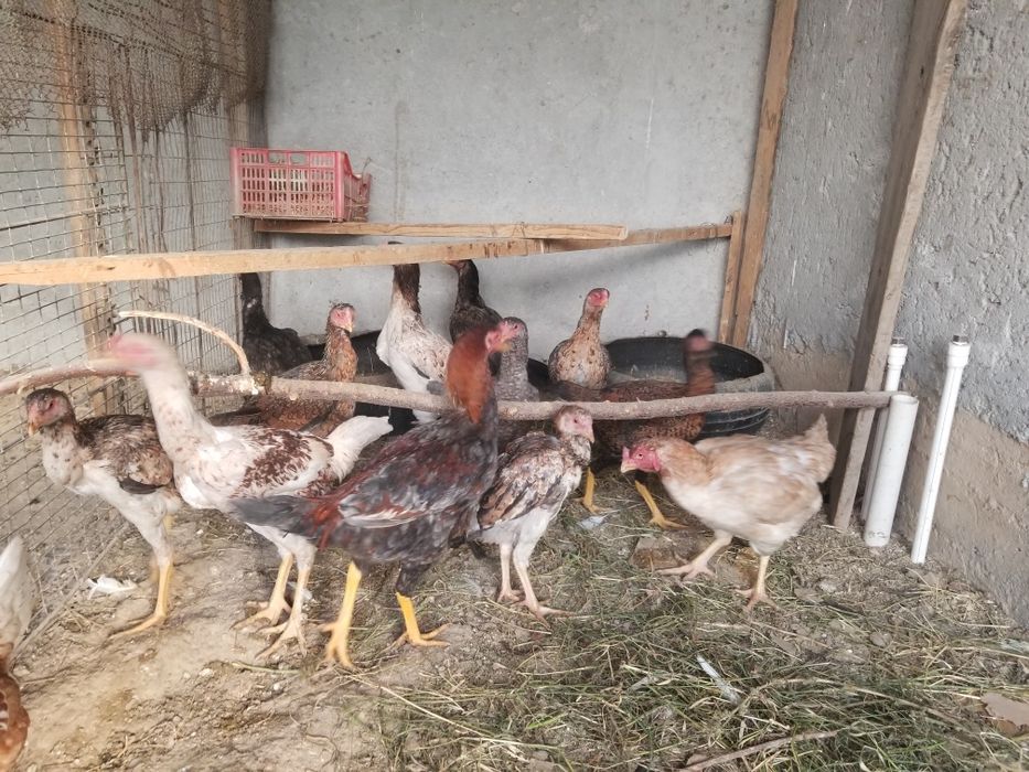 Dakan tovuq xorozlar