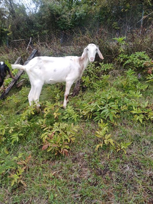 Vând doua capre tinere 400 Lei bucata