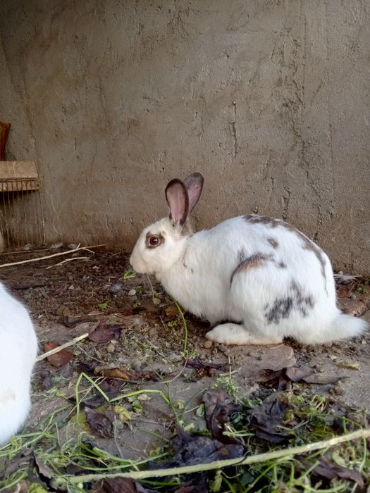 Кролики quyonlar