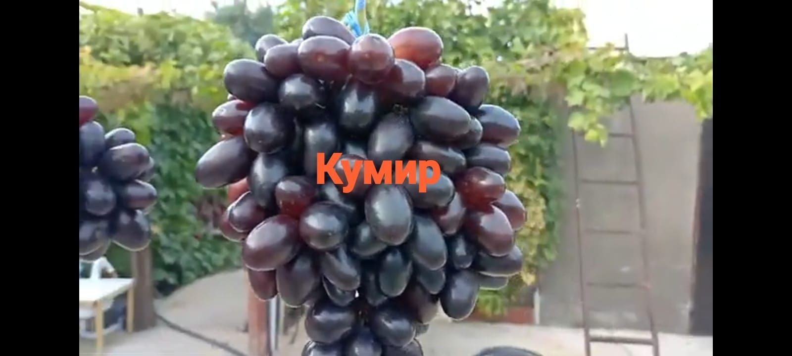 Виноград разных сортов