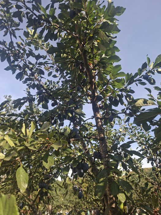 Prune de tuica stanley