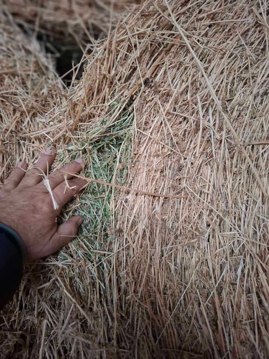Рулонни бали люцерна и млечен зелен овес