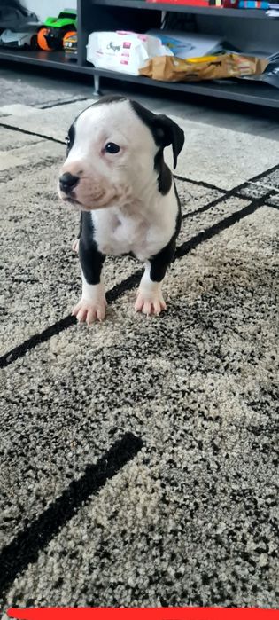 American Staffordshire Terrier