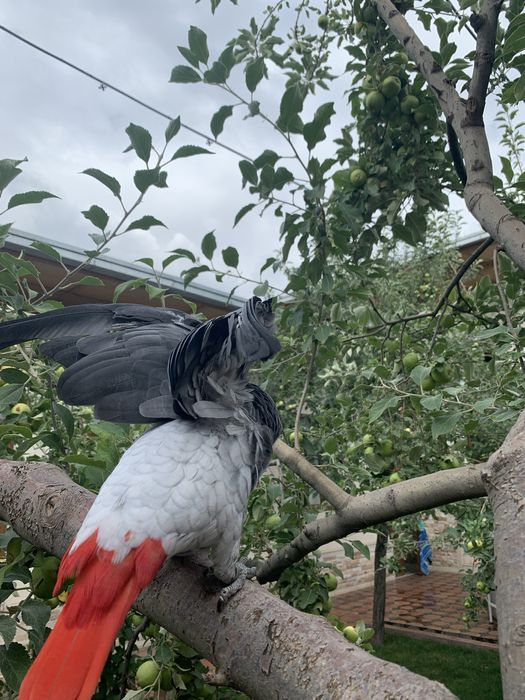 Жако попугай гапирадигон