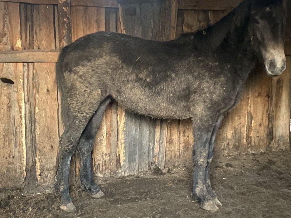 Лошади с откорма