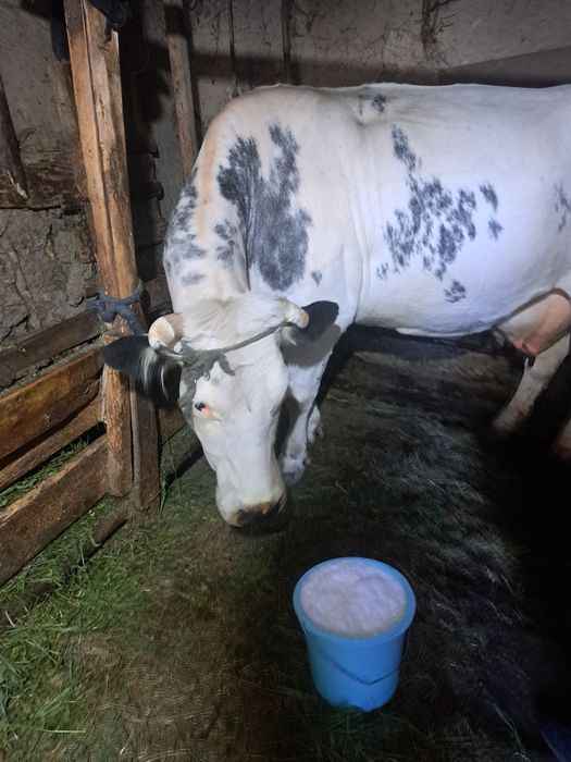 Vaca Bleu Belge.
