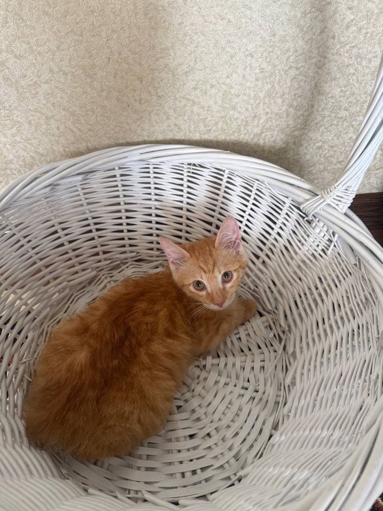 Котенок маленький рыжего  цвета