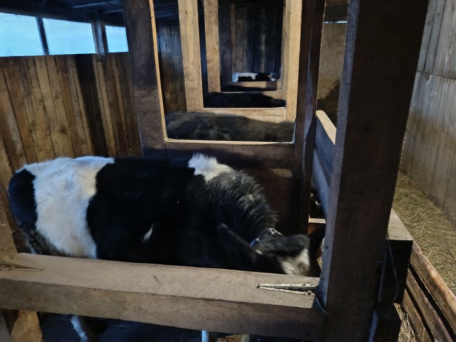 Продам молодняк 2 бычка 4 тёлочки. Только оптом