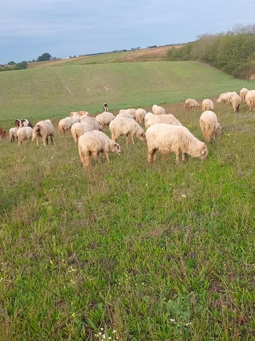 Vând 60 de oi turcane