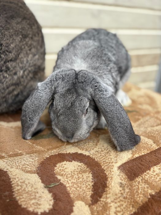 Iepuroi berbec german