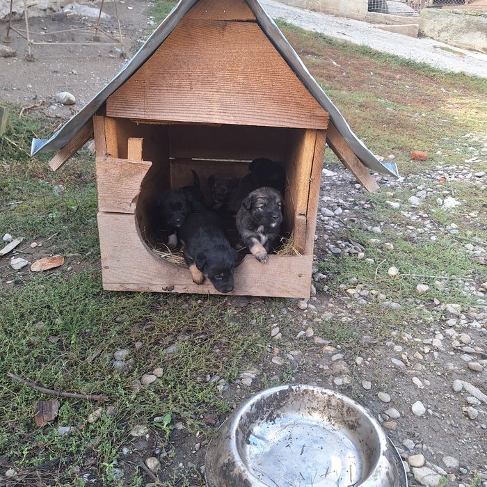 Donez cățeluși de 6 săptămâni