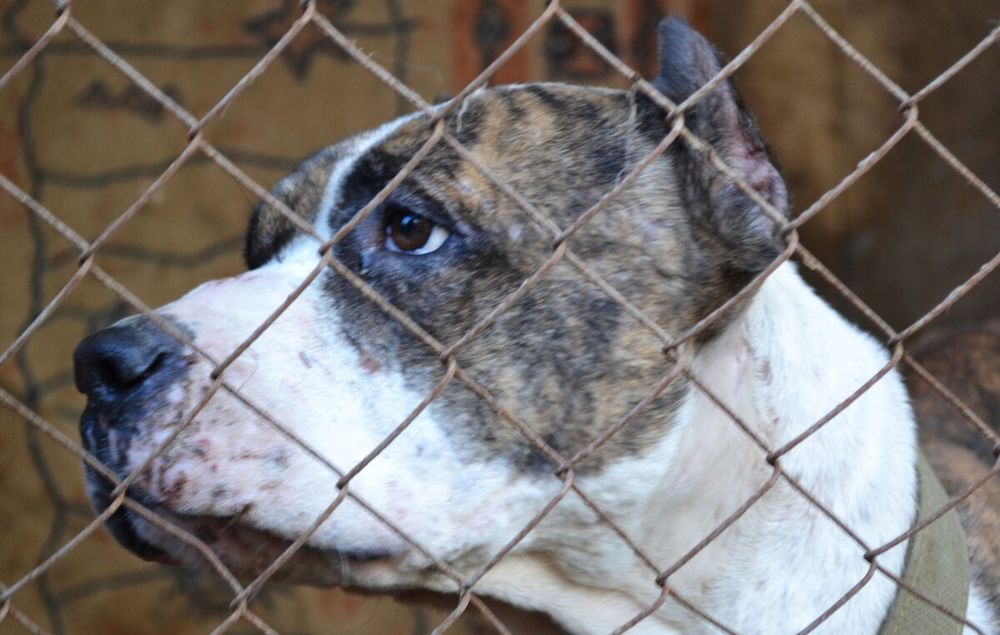 Питбуль терьер .