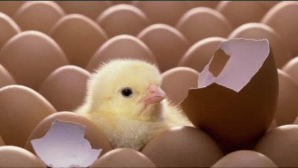 инкубационное яйцо рост 308