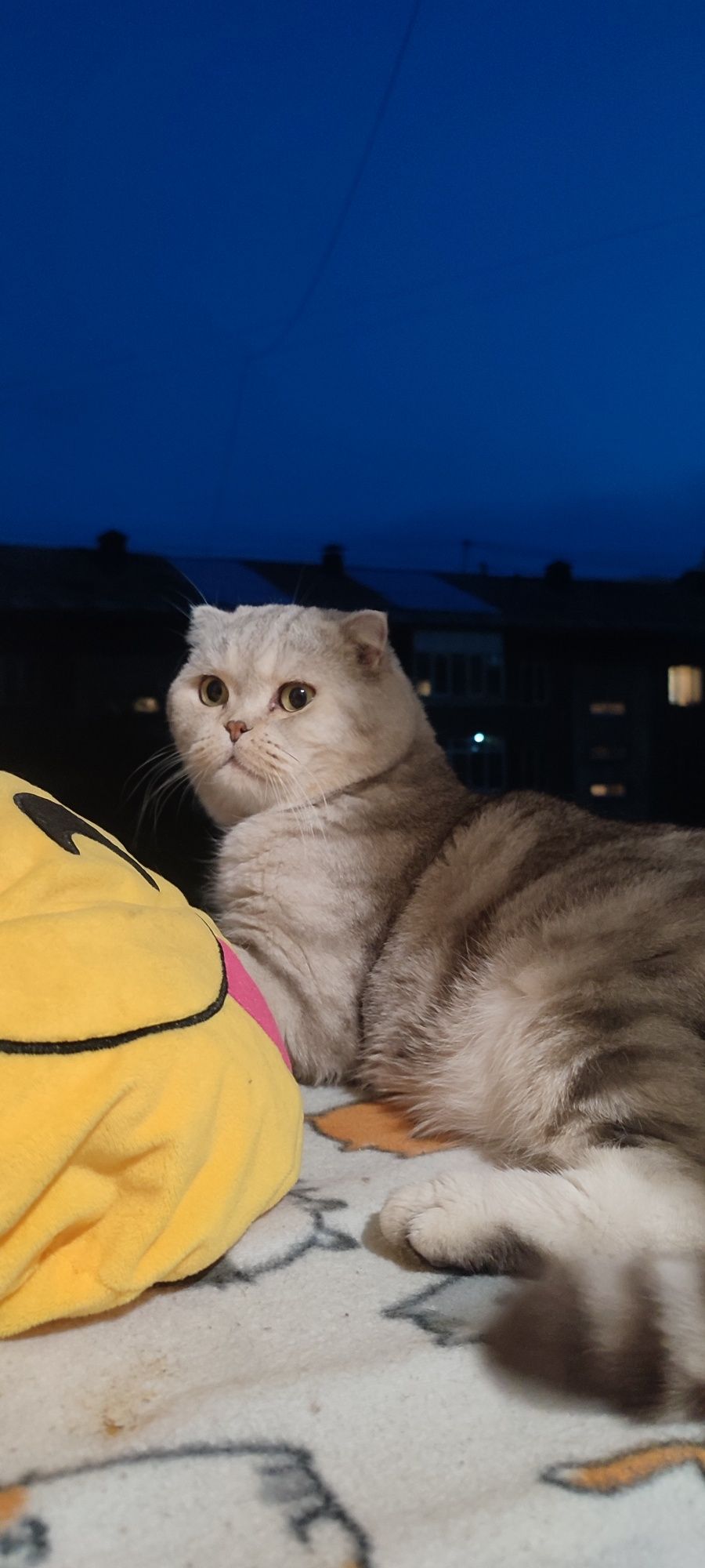 Вислоухий кот вязка