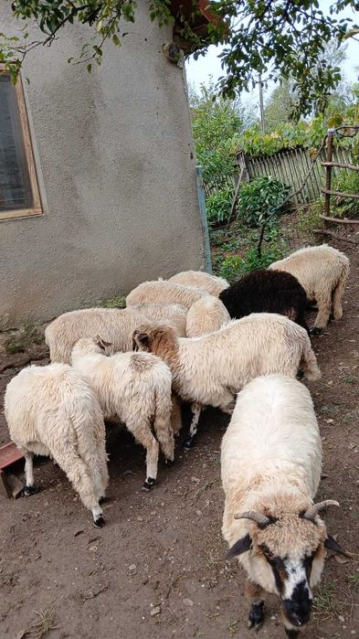 Ofertă: Vand mioare