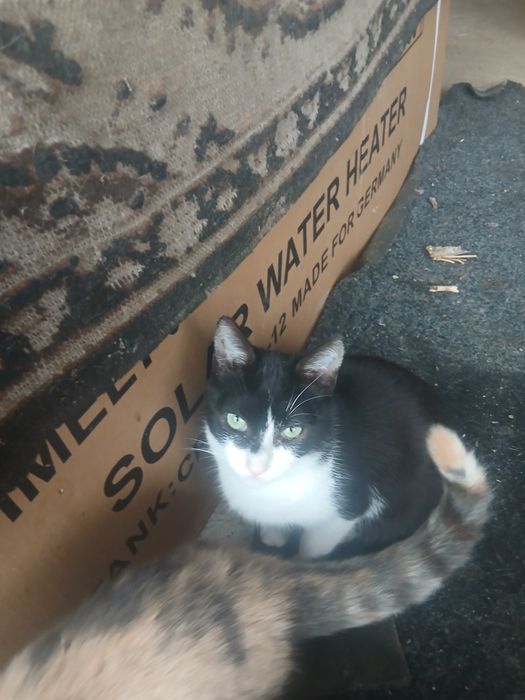 Pisicute gratis donez