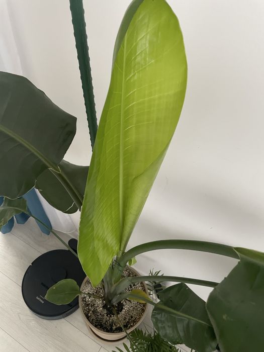 Strelitzia Nicolai planta de vanzare 170cm