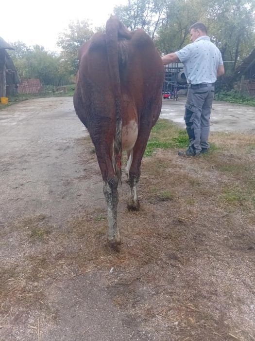 Vând vaca gestație de3 ani Red cu acte