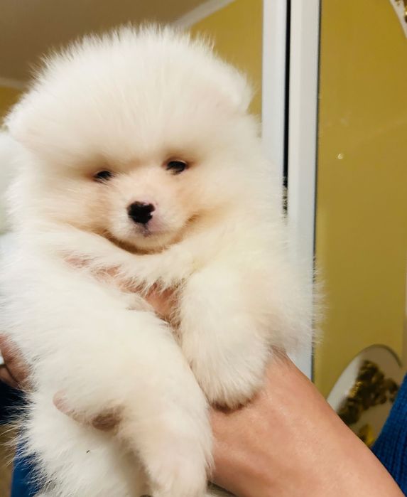 Бебе померанче мъжко ваксинирано с паспорт