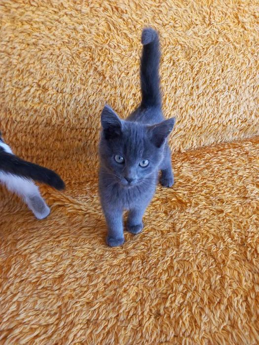 Малки котета си търсят дом