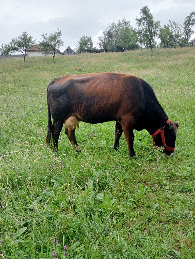 Vând vaca angus montata de o luna