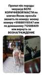 Пропал Пёс по кличке Йосик