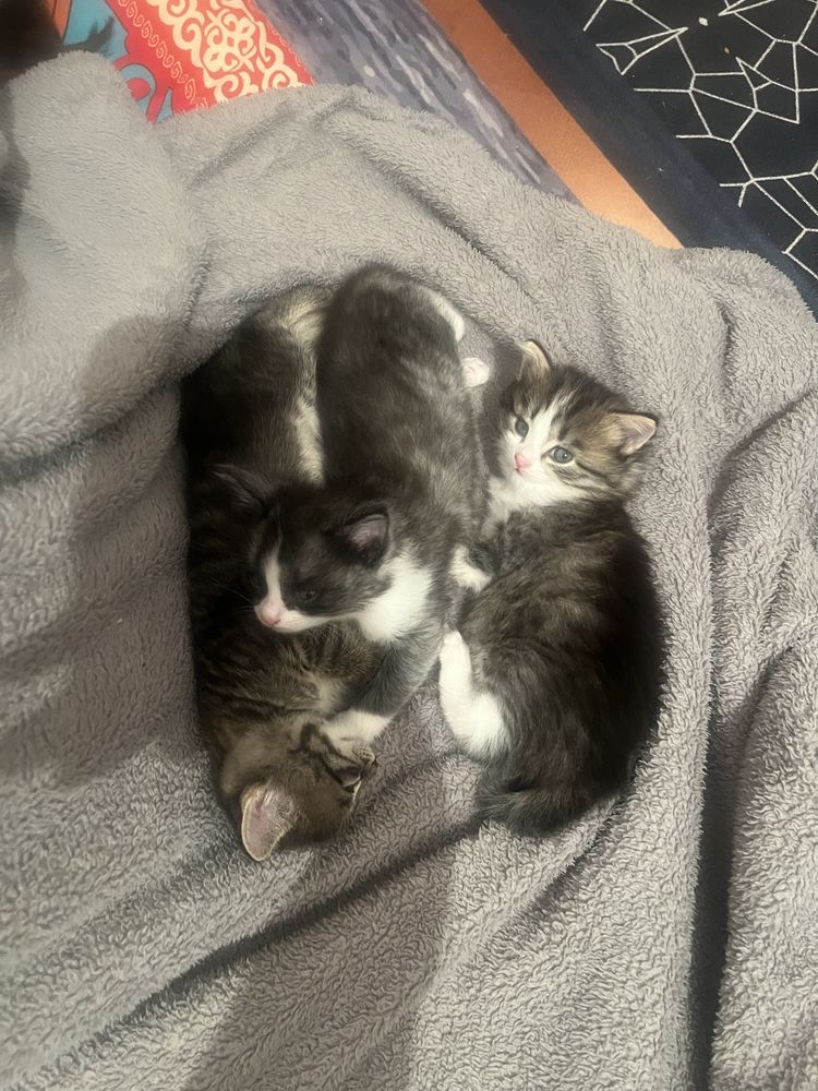 Котята в добрые руки