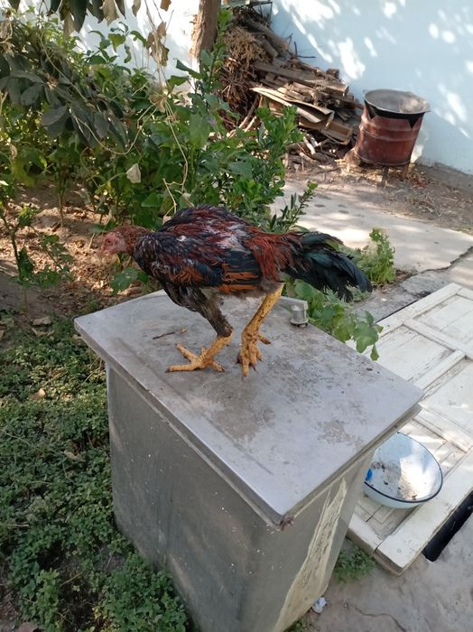 Дакан хороз жожалари