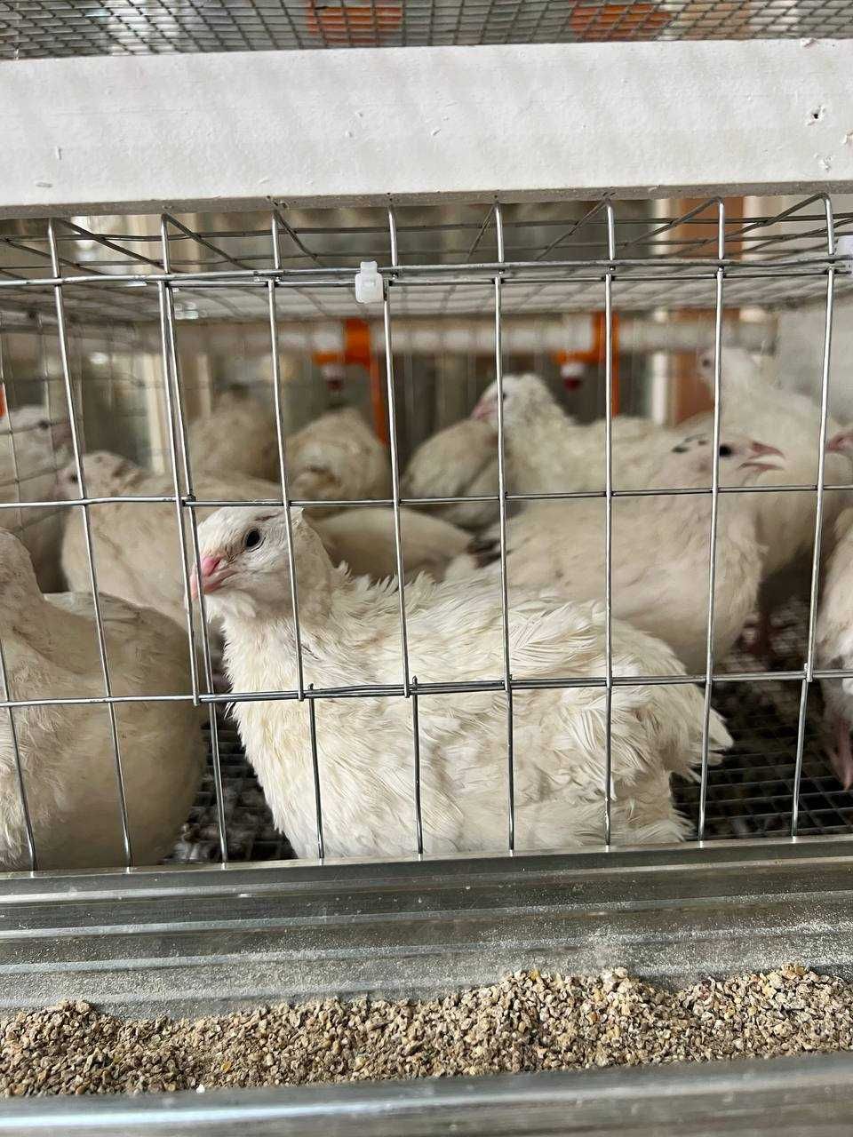 4 qavatli bedana uchun avtomatik qafas