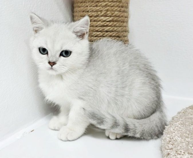 Ласковый паренёк британский