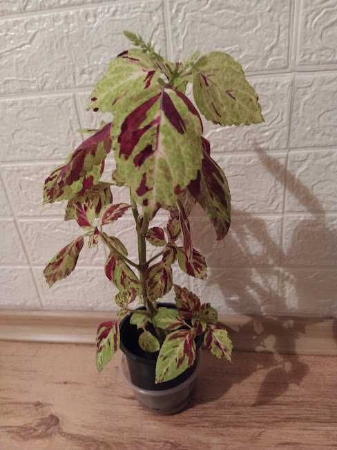 стайни растения + отстъпка