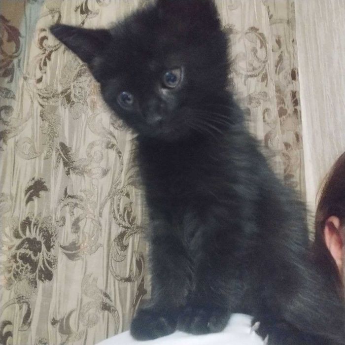 Котенок черный, 2 мес.