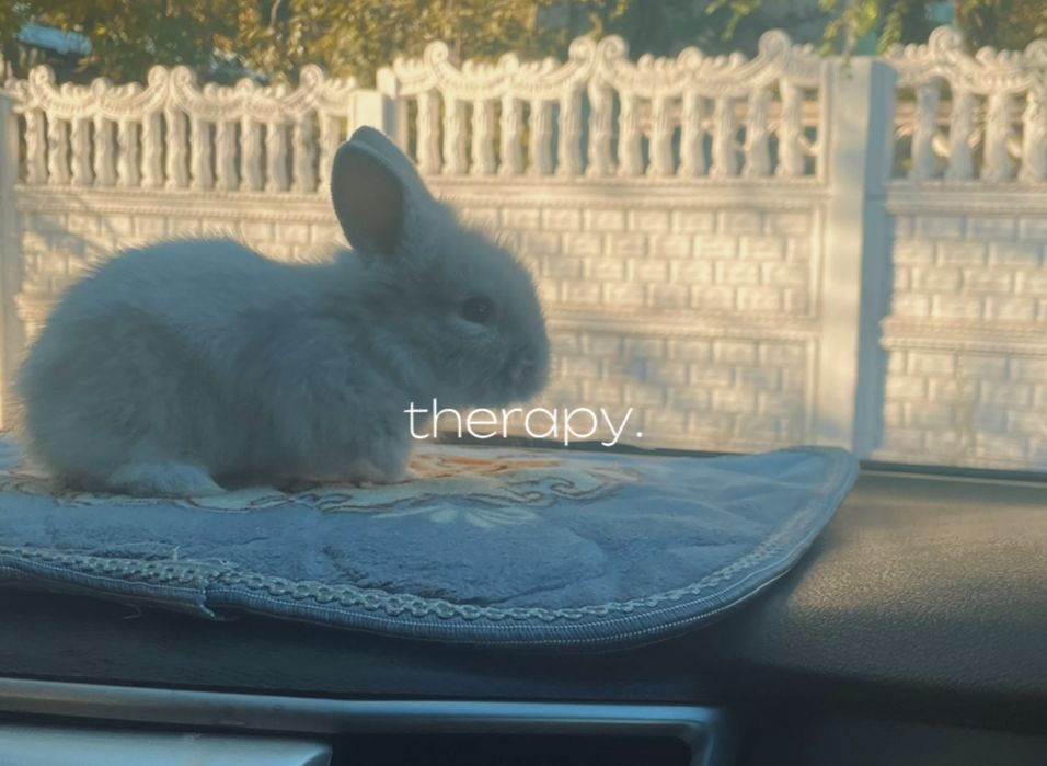 Декаративный кролик