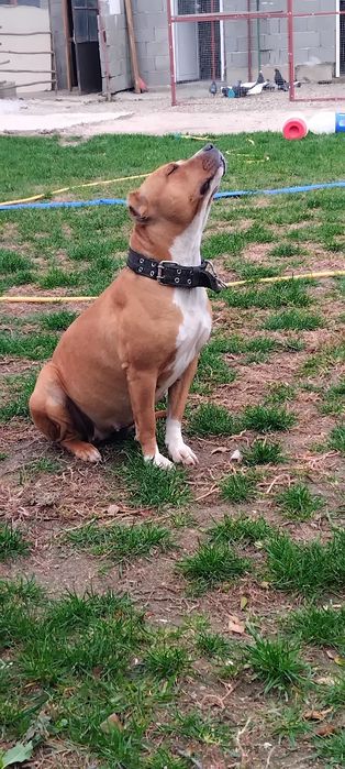 Питбулчета на на 2 седмици търсят нови стопани