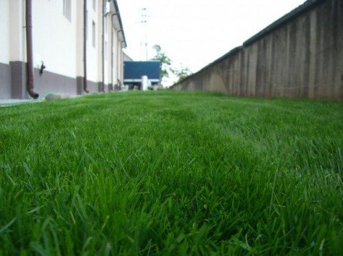 Био Тор за трева - райграс (50л-12лв) 3мм сито