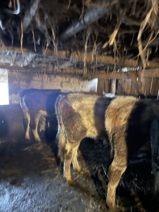 5 Vitele de 1 an jumate