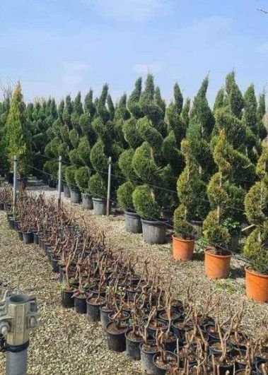 Tuia brazi mesteacan forme bosai pini tei ilex prunus eglezesc