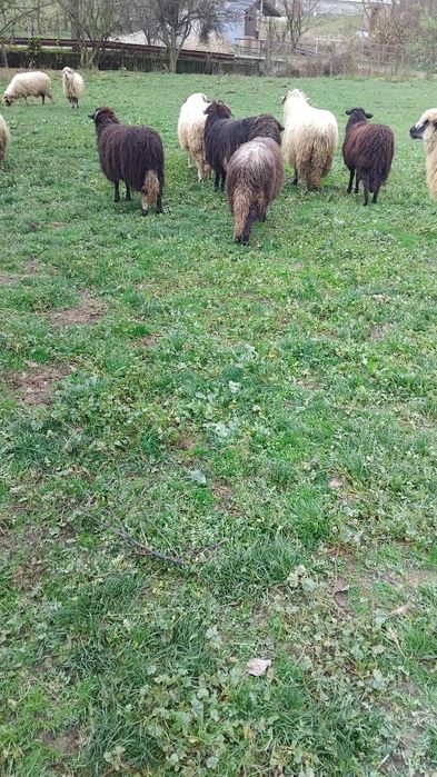 De vanzare 17 oi gestante numai mioare și strâmtoare mai multe detalii