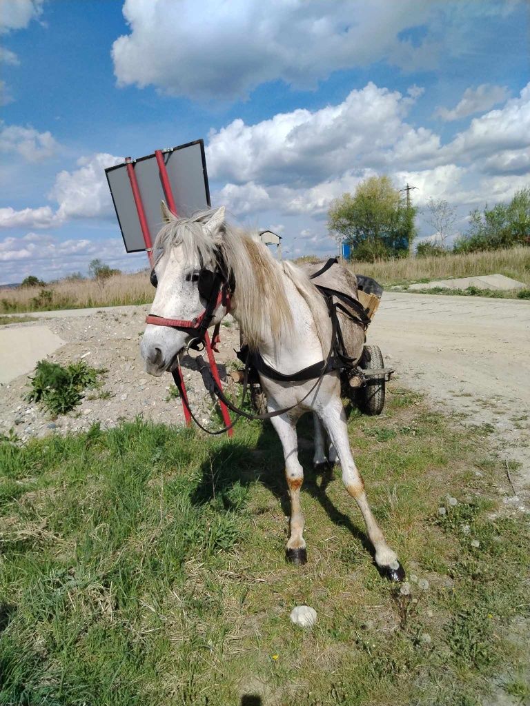 Vând cal cu tot cu carut plus ham