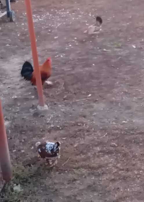 Gaini japoneze (pitici)