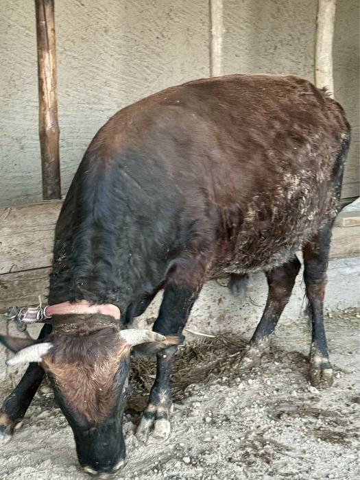 Бука таййор 1000% соглом